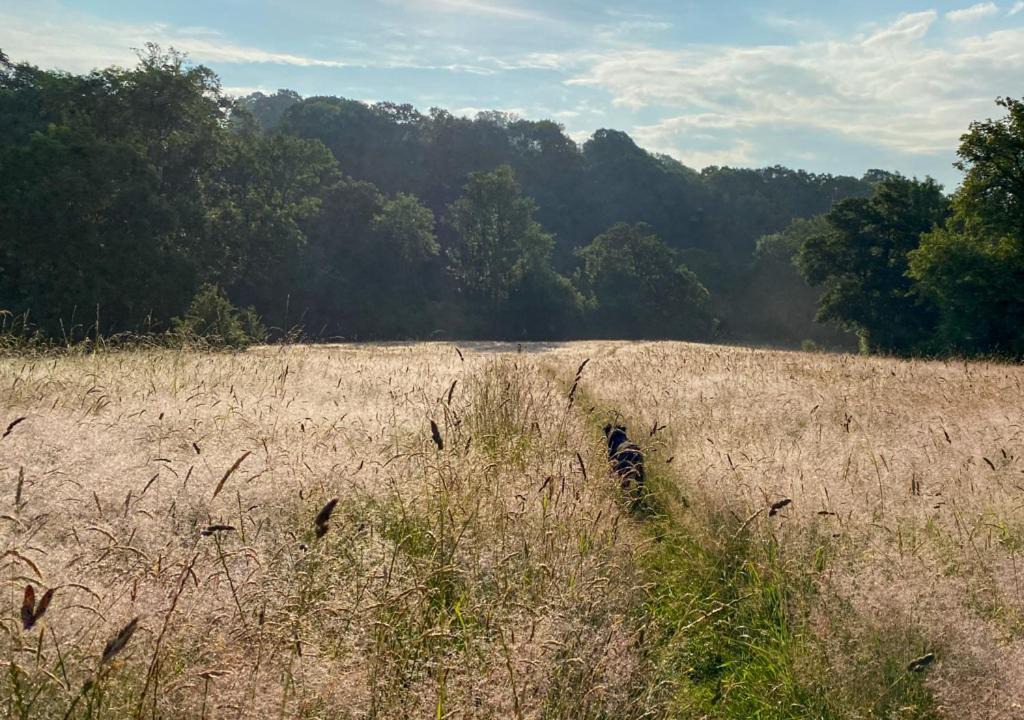 Photo of Others in Rock