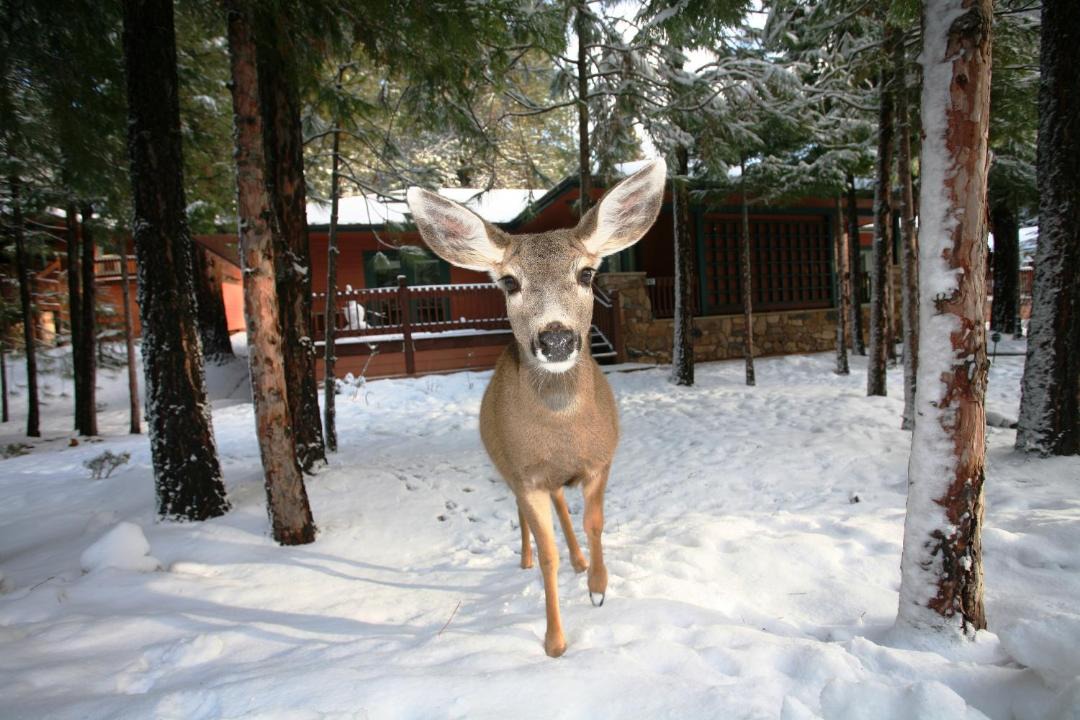 Photo of Others in Mount Shasta