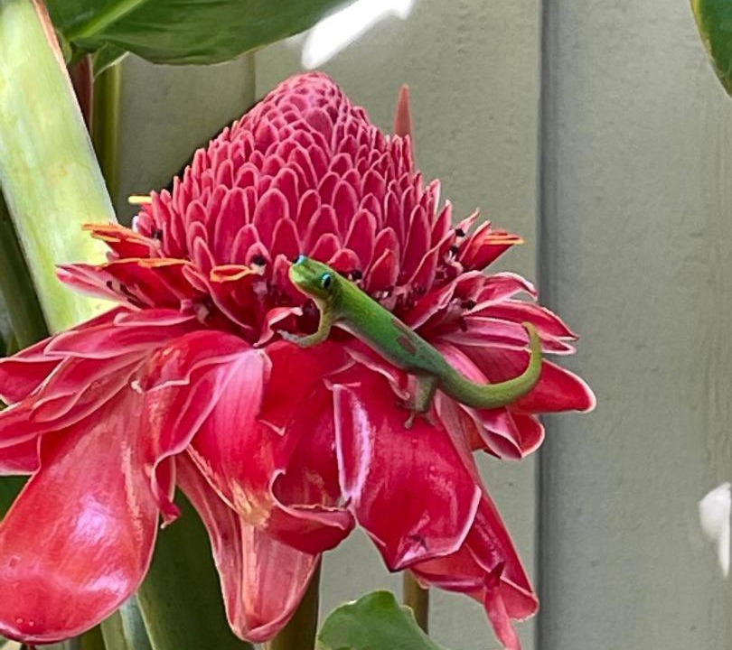 Photo of Others in Kihei