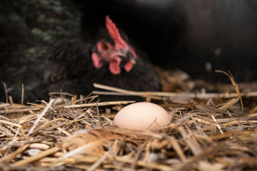 Photo of Others in Glenaroua