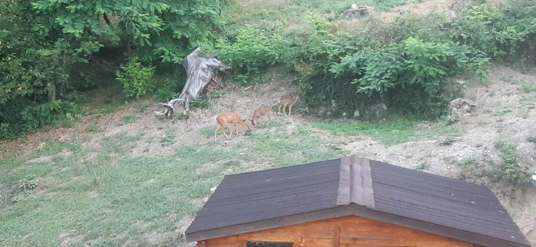 Photo of Others in Saint-Pierre-de-Riviere