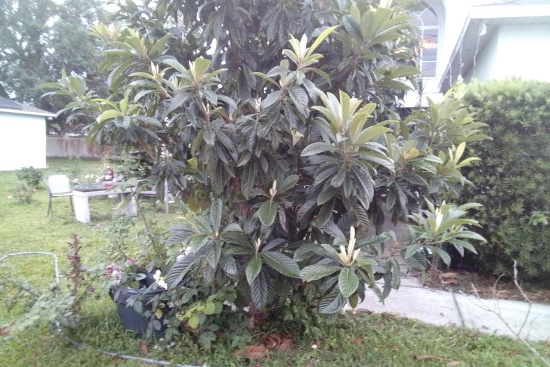 Photo of Others in Poinciana