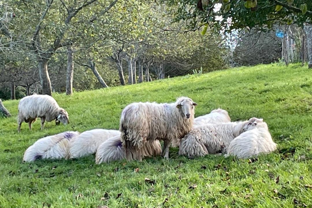 Photo of Outdoor in Ahetze