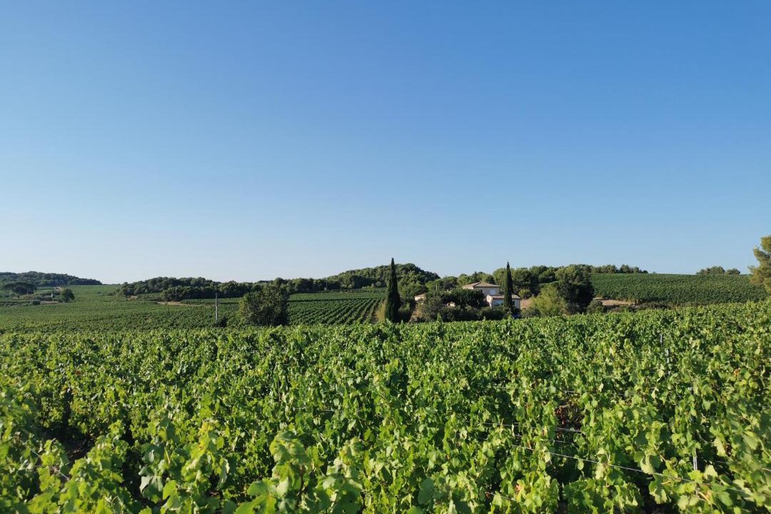 Photo of Others in Castelnau-de-Guers