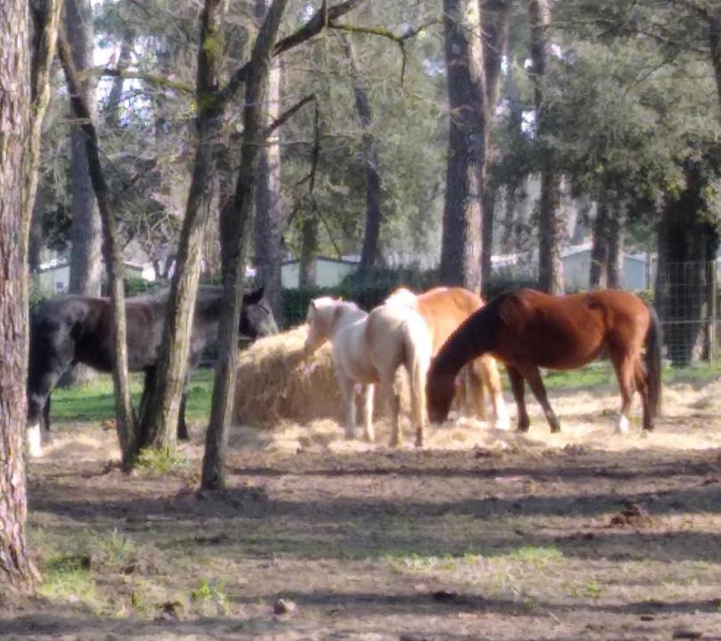 Photo of Others in Ronce-les-Bains