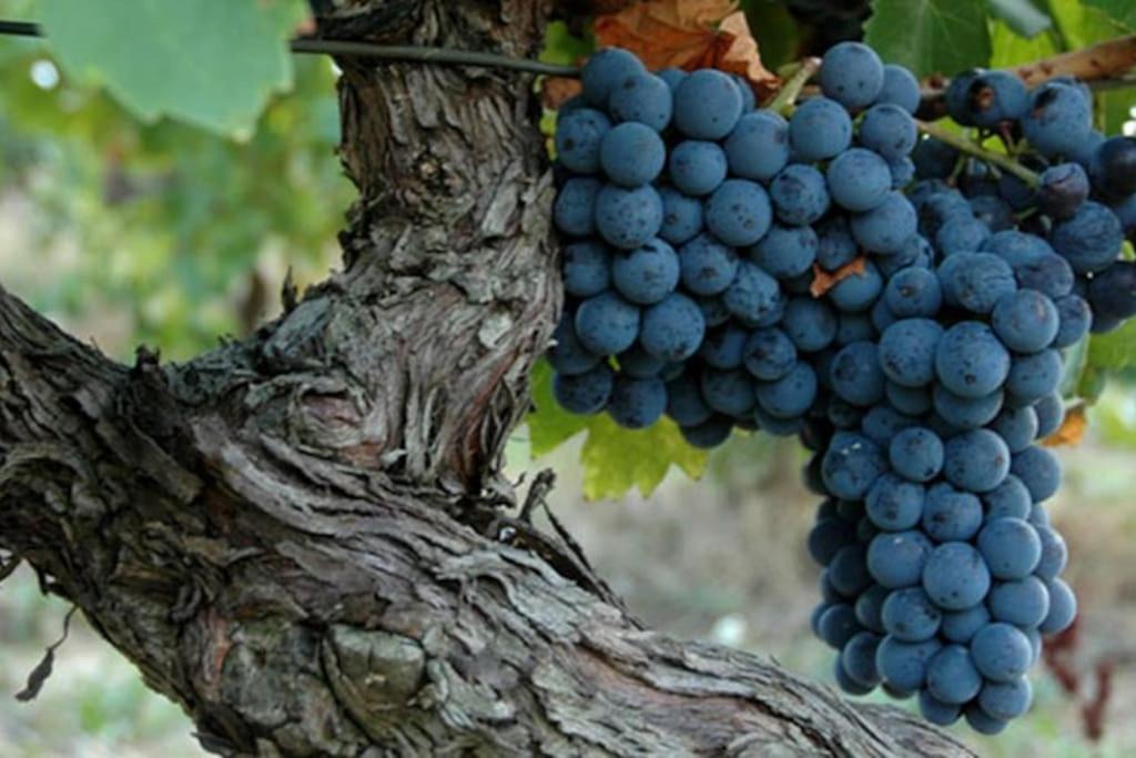 Photo of Others in Laure-Minervois