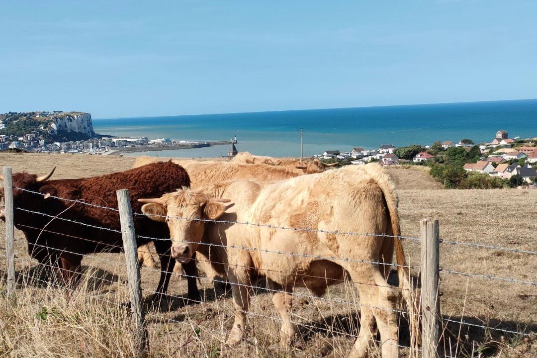 Photo of Others in Mers-les-Bains