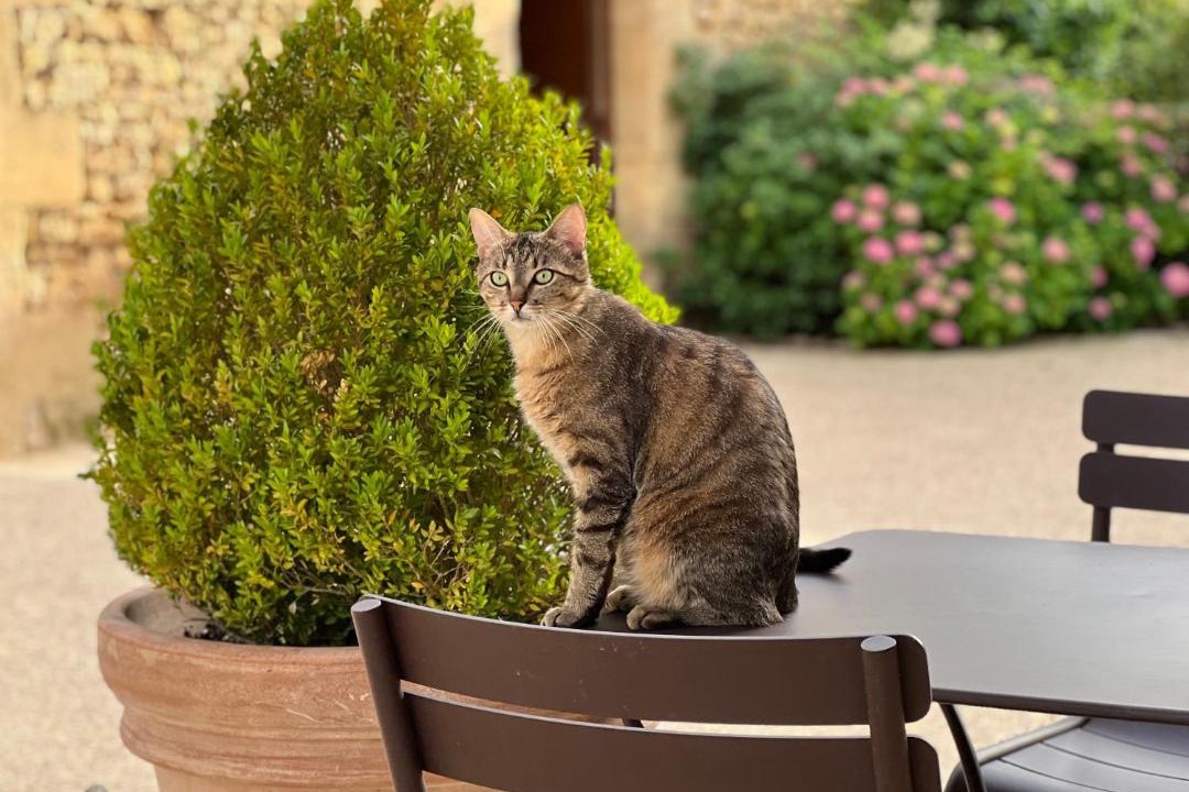 Photo of Others in Carsac-Aillac