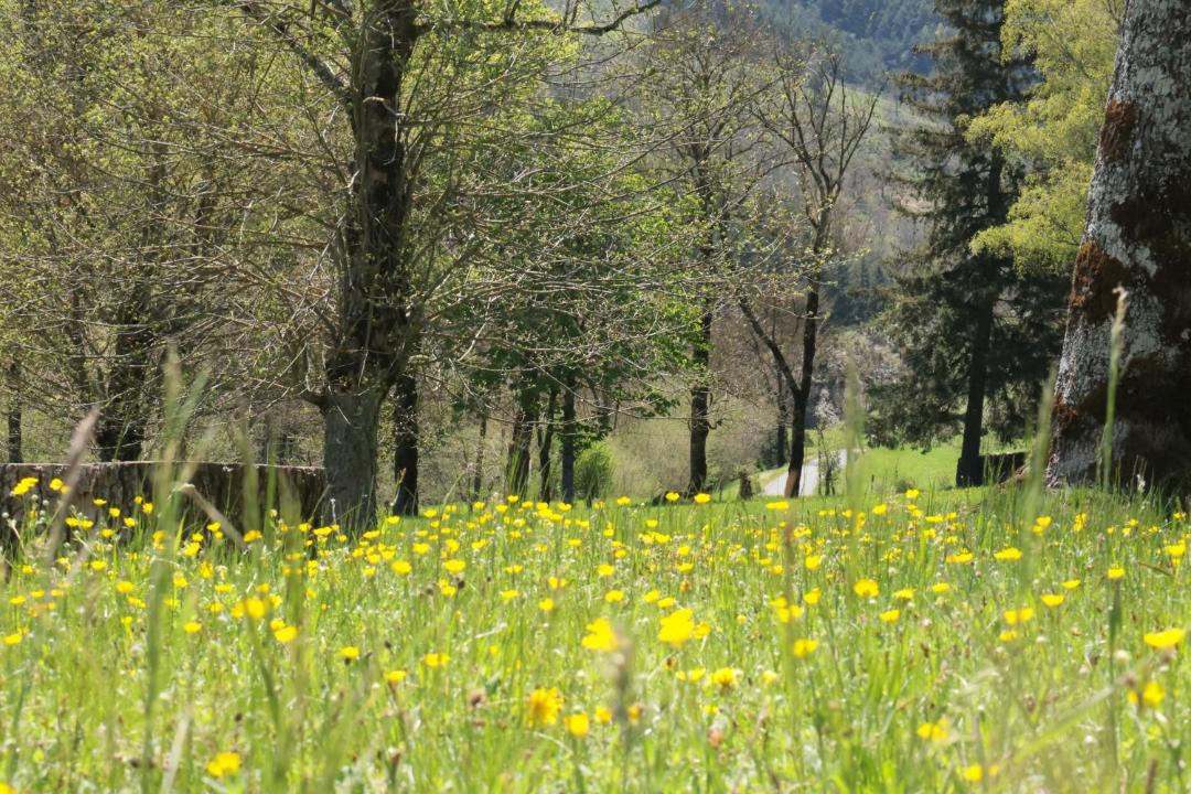 Photo of Others in Meyrueis