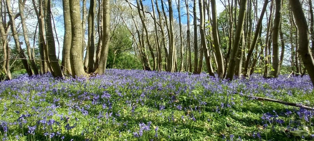 Photo of Others in Willesborough