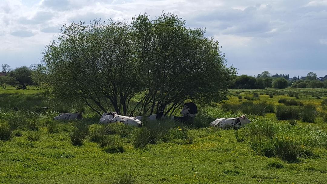 Photo of Others in Graignes-Mesnil-Angot