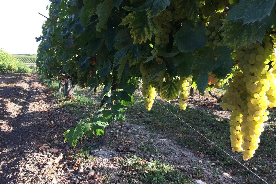 Photo of Outdoor in Soubran