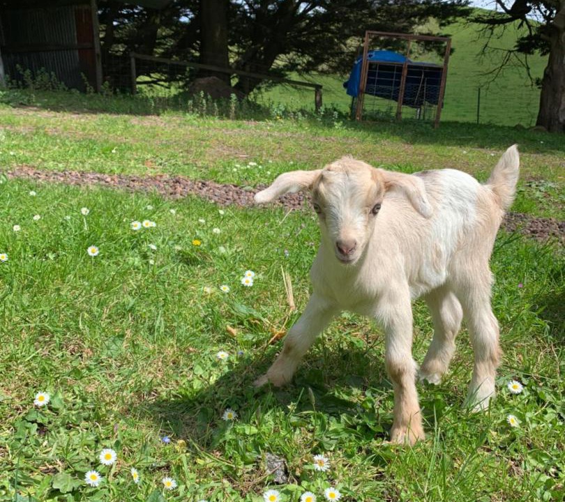 Photo of Others in Korumburra