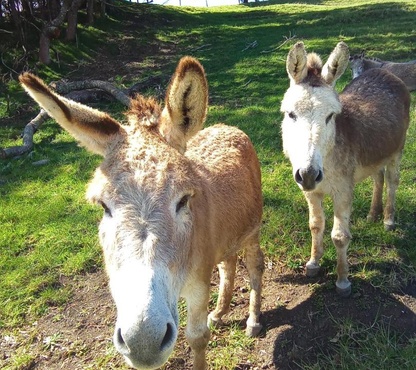 Photo of Others in Mangonui