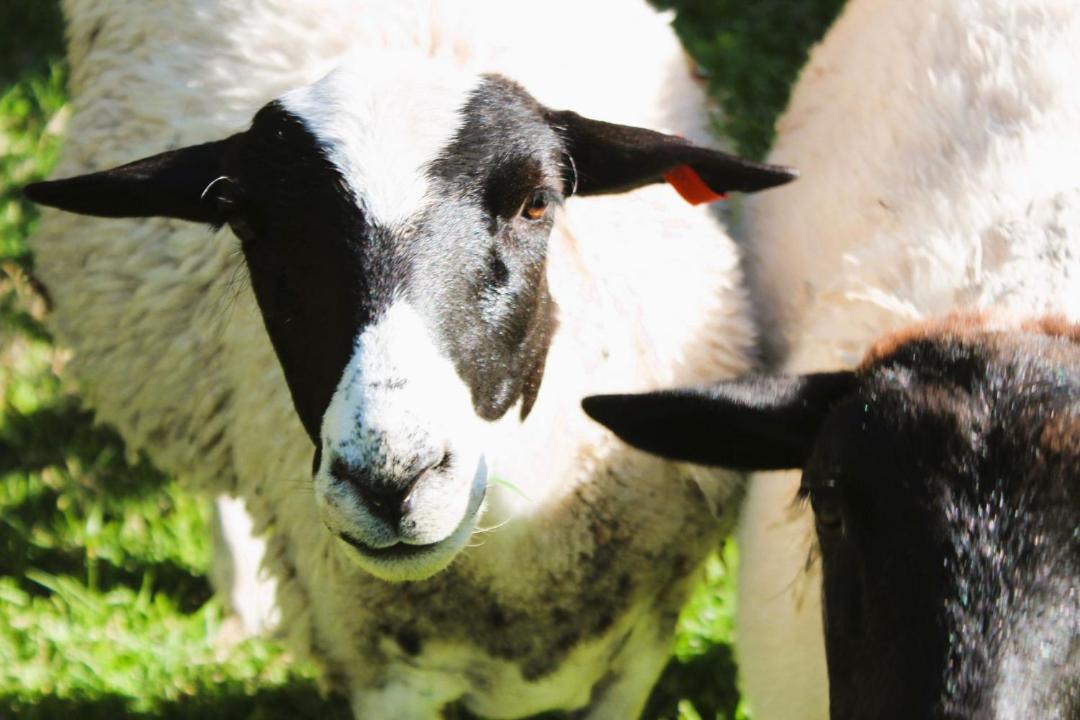 Photo of Others in Bilpin