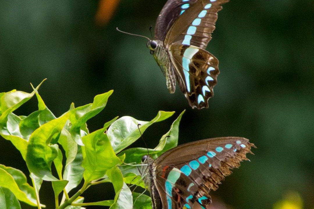 Photo of Others in Pulau Lembeh