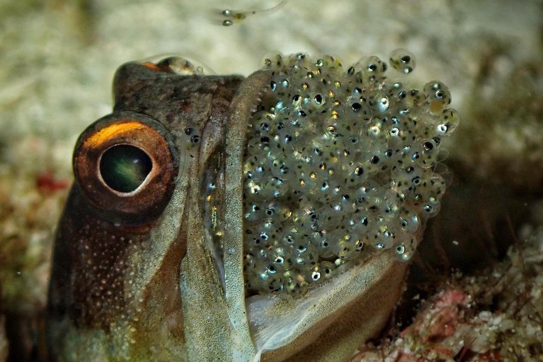 Photo of Others in Pulau Lembeh