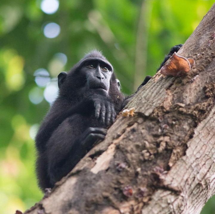 Photo of Others in Pulau Lembeh
