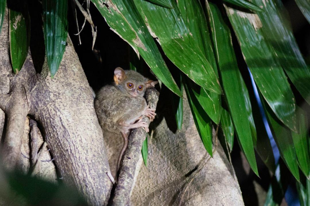 Photo of Others in Pulau Lembeh