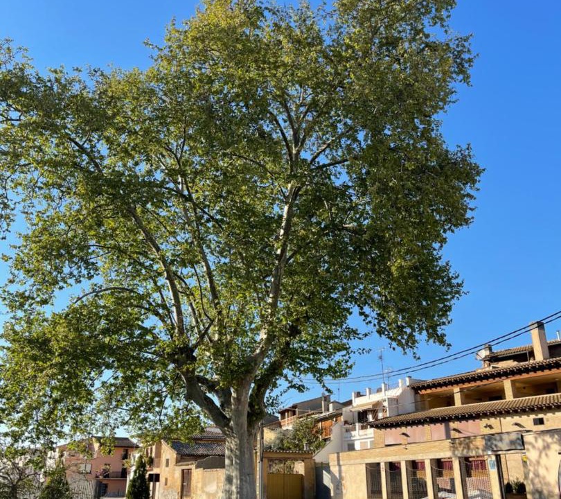 Photo of Buildings in Pomar de Cinca
