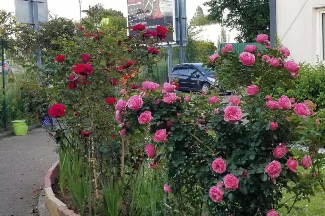 Photo of Others in Trappes