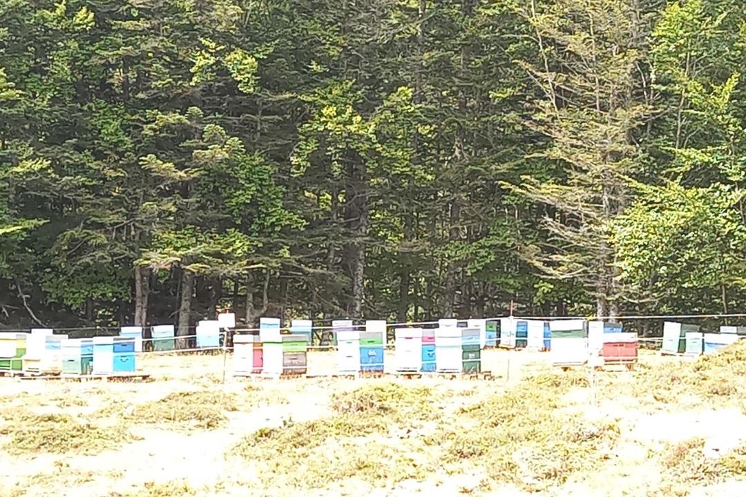Photo of Others in Eaux-Bonnes