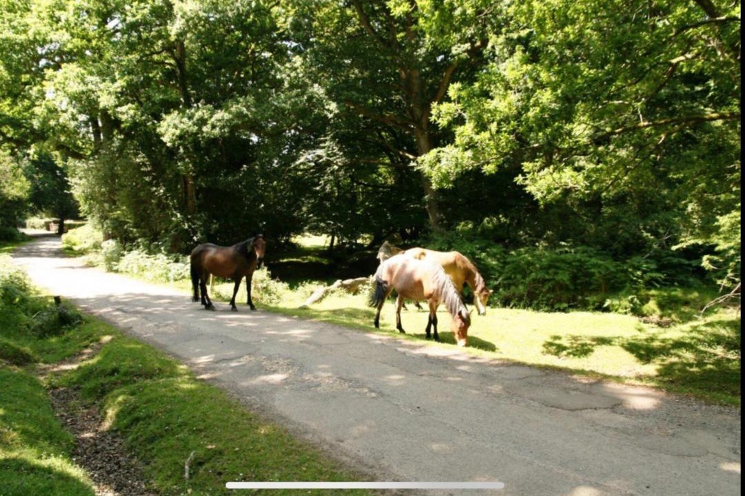 Photo of Others in New Forest District