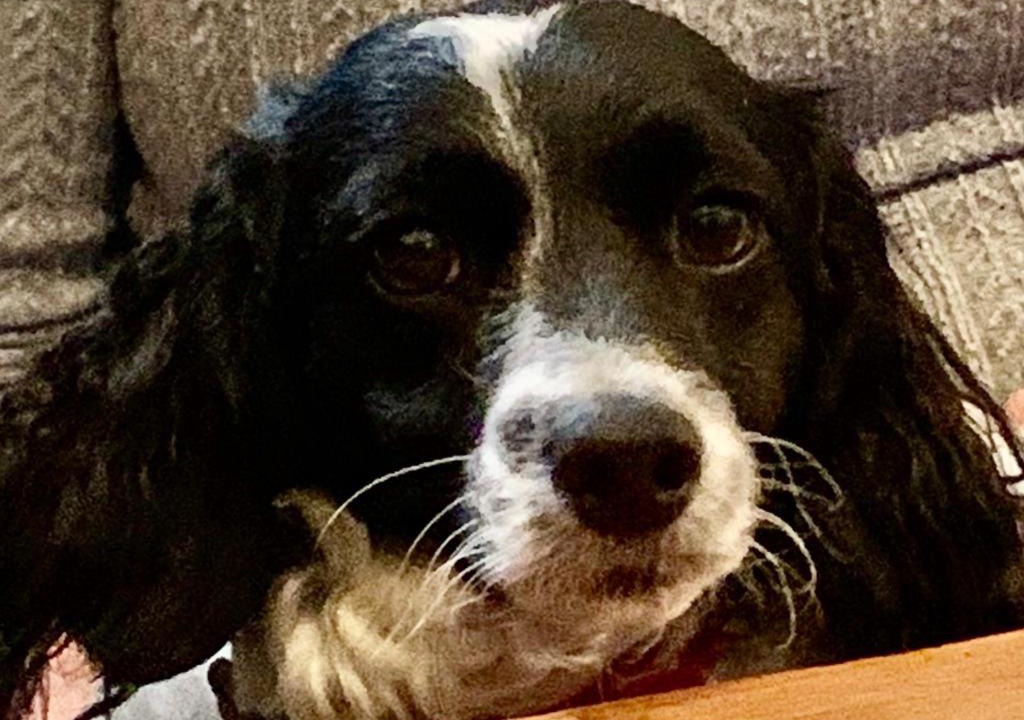 Photo of Others in Dalmally