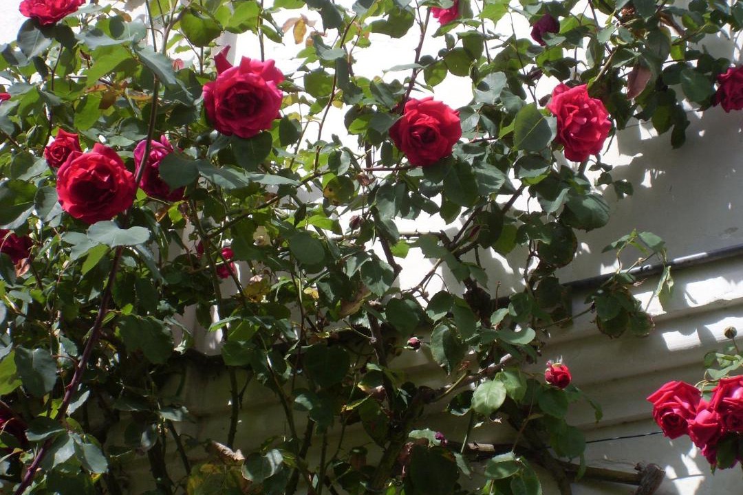 Photo of Others in Tours