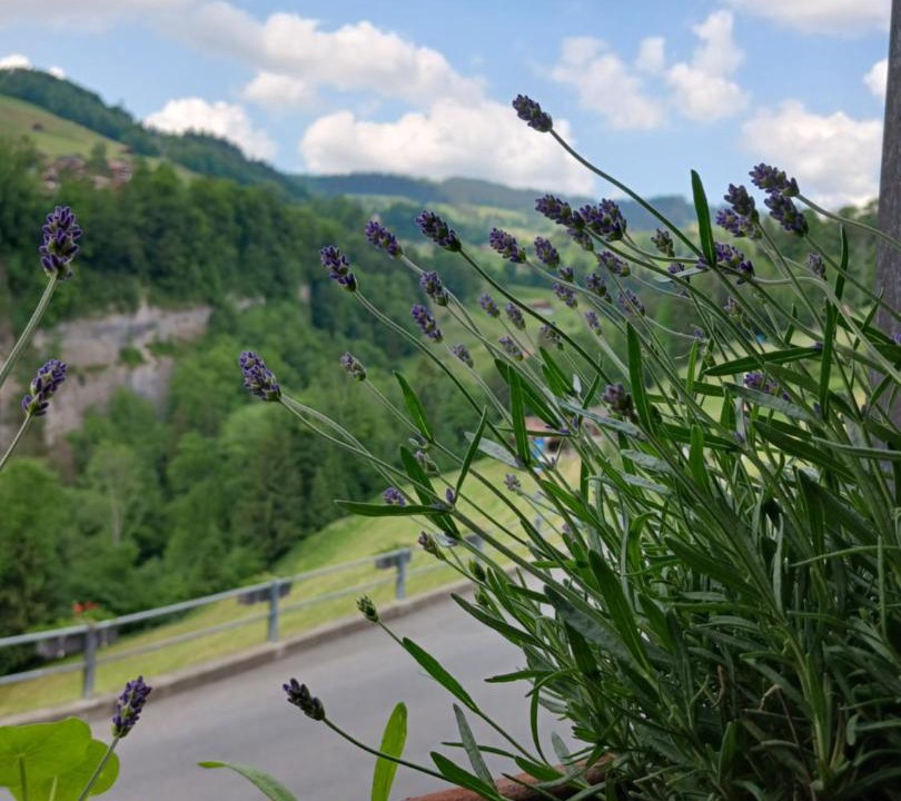 Photo of Others in Sigriswil