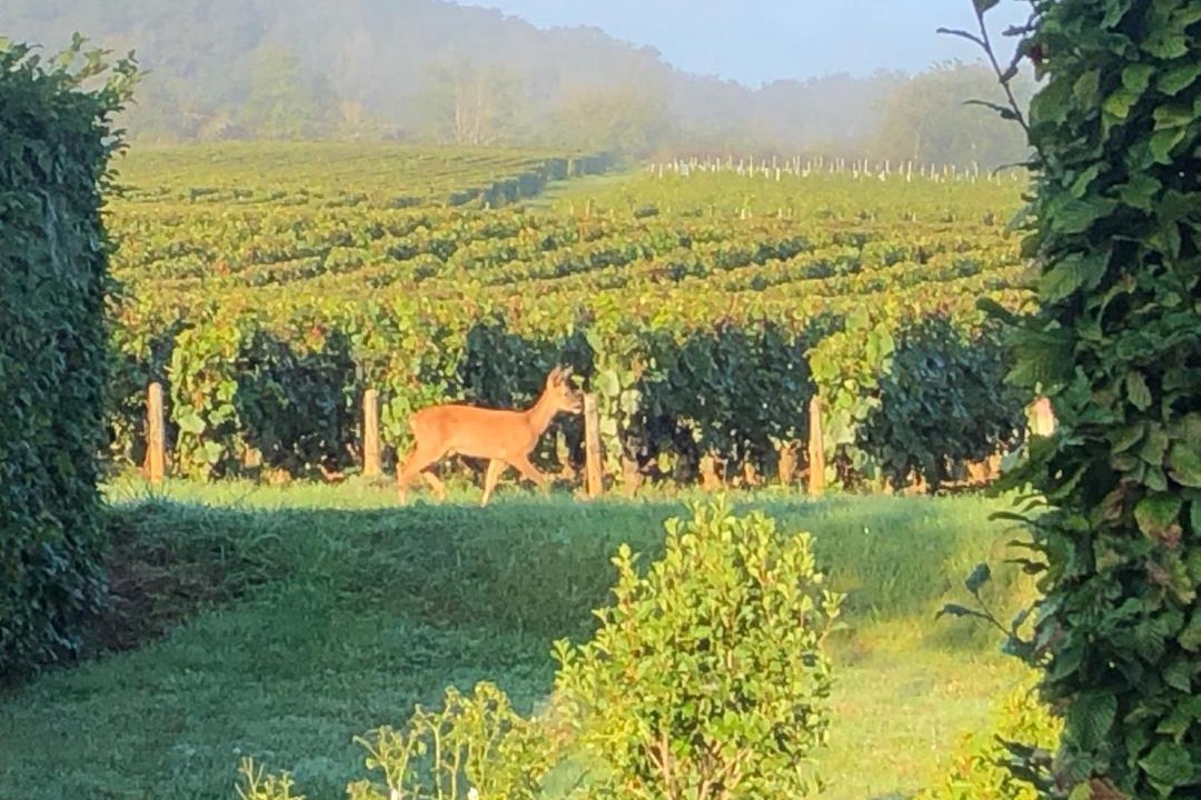 Photo of Others in Thauvenay