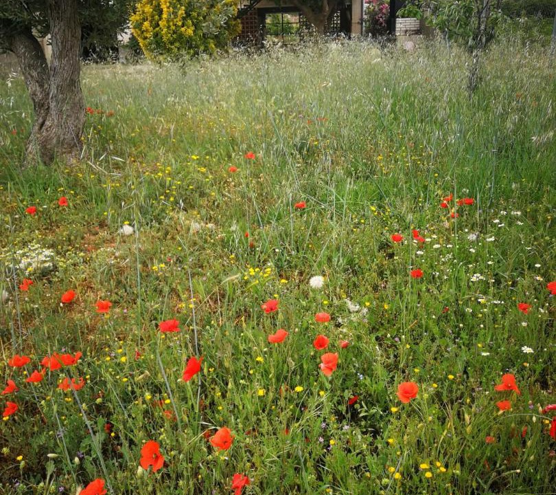 Photo of Outdoor in Mazaleon