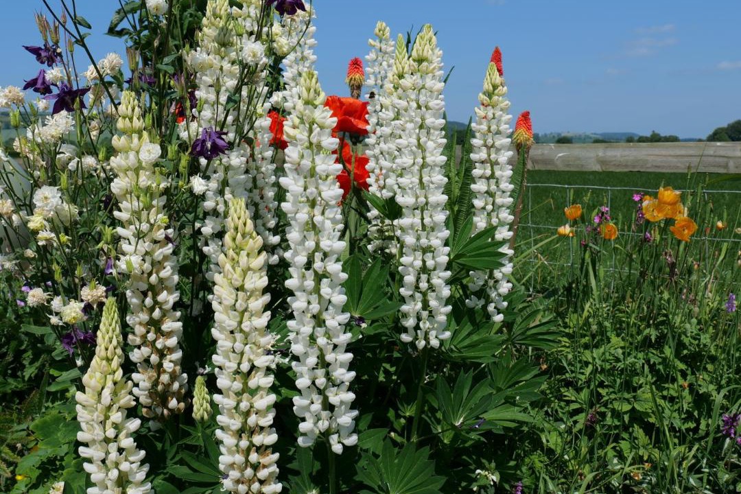 Photo of Others in Presteigne