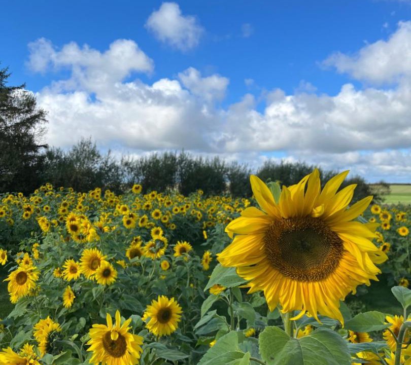 Photo of Outdoor in Vestervig