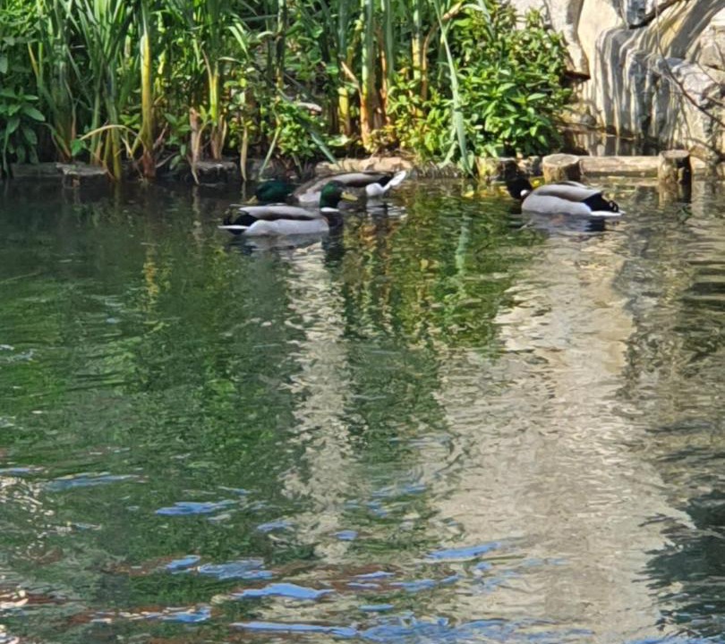 Photo of Others in Ensisheim