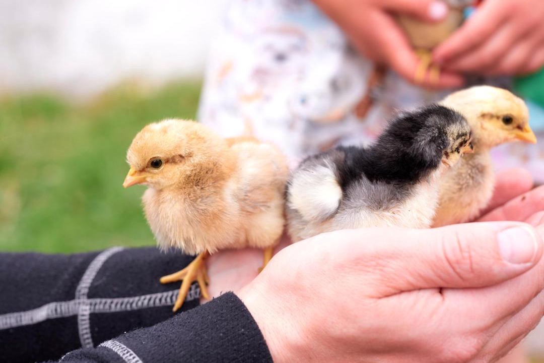 Photo of Human In Picture in Ringsted