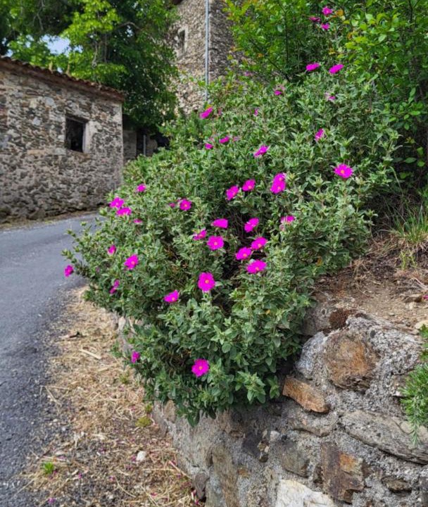 Photo of Others in Mars