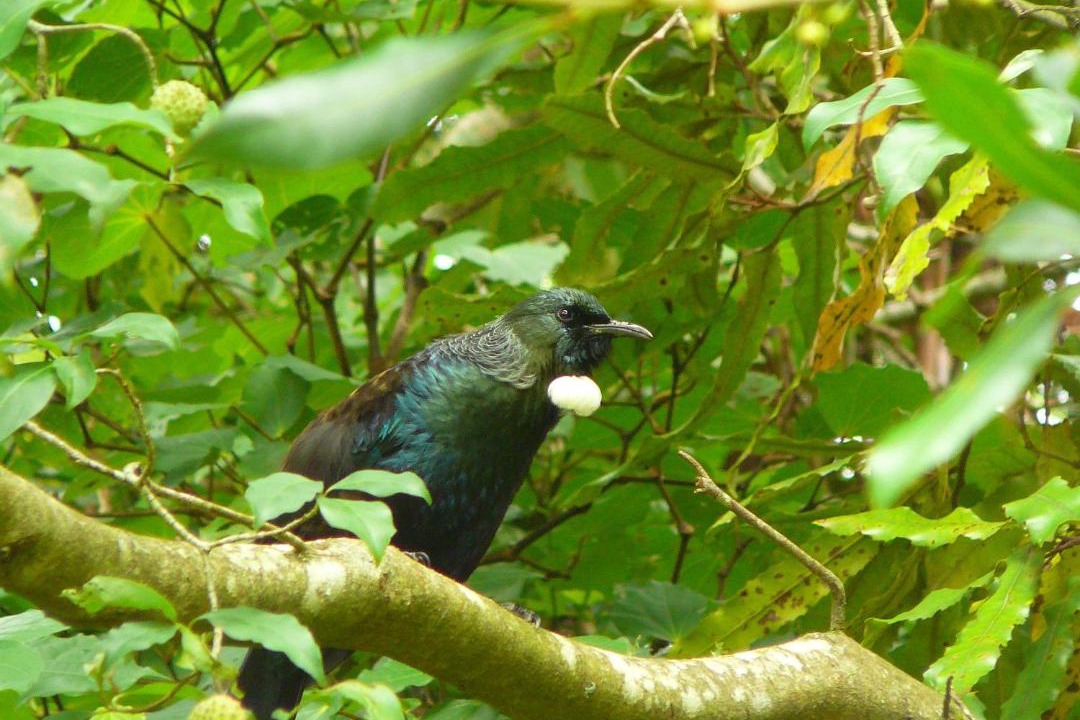 Photo of Others in Ohauiti
