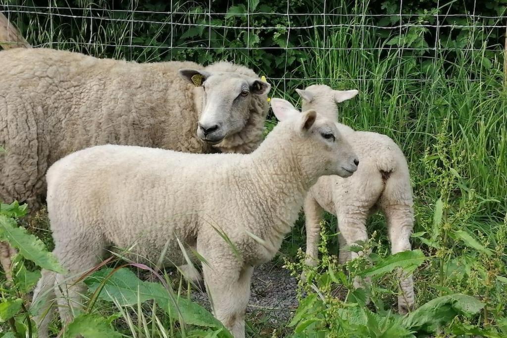 Photo of Human In Picture in Arrest