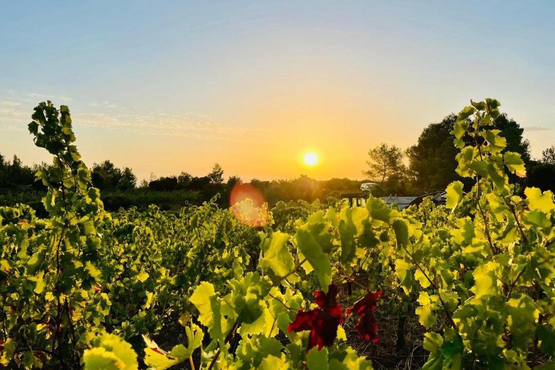 Photo of Outdoor in Roquefort-des-Corbieres