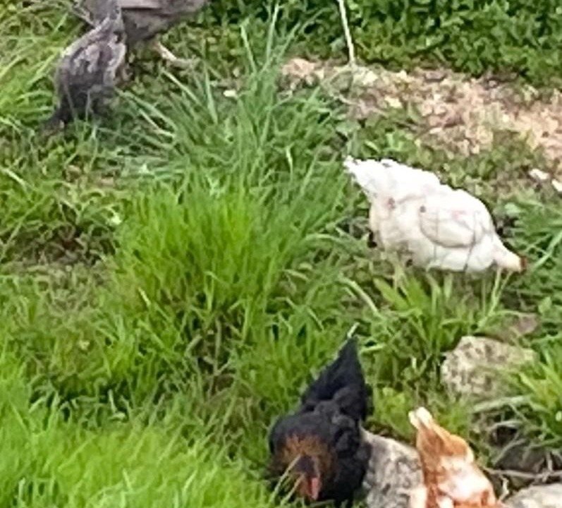 Photo of Others in Lablachere
