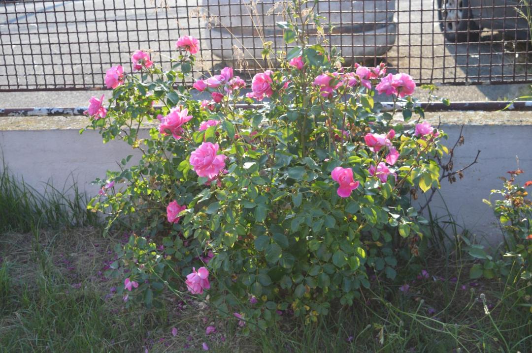 Photo of Outdoor in Kindwiller