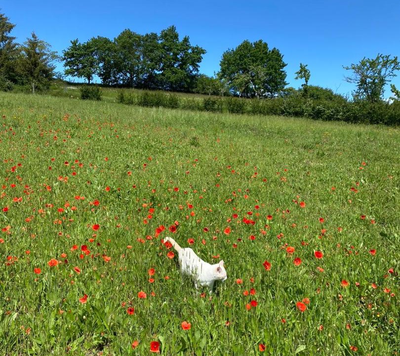 Photo of Others in Boisse