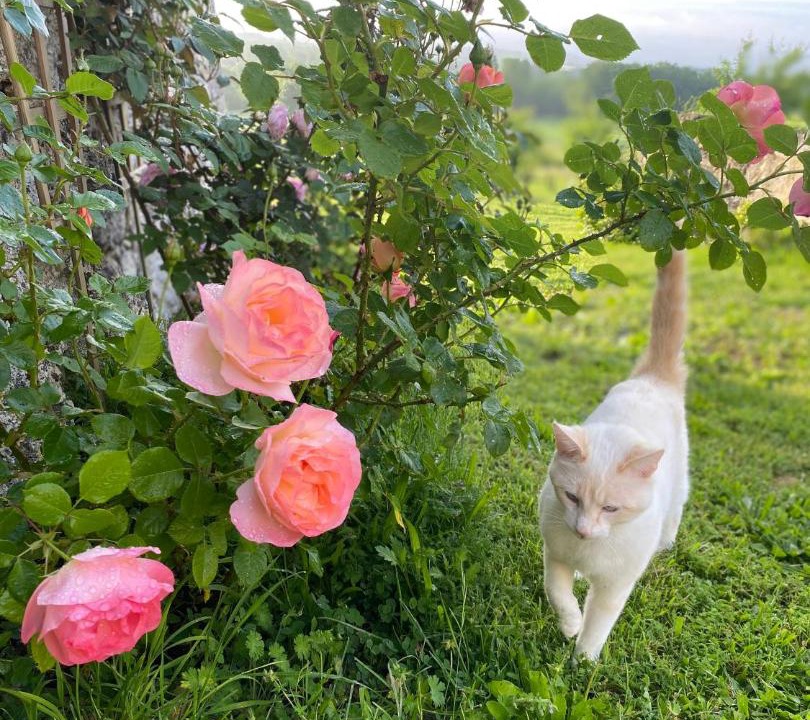 Photo of Others in Boisse