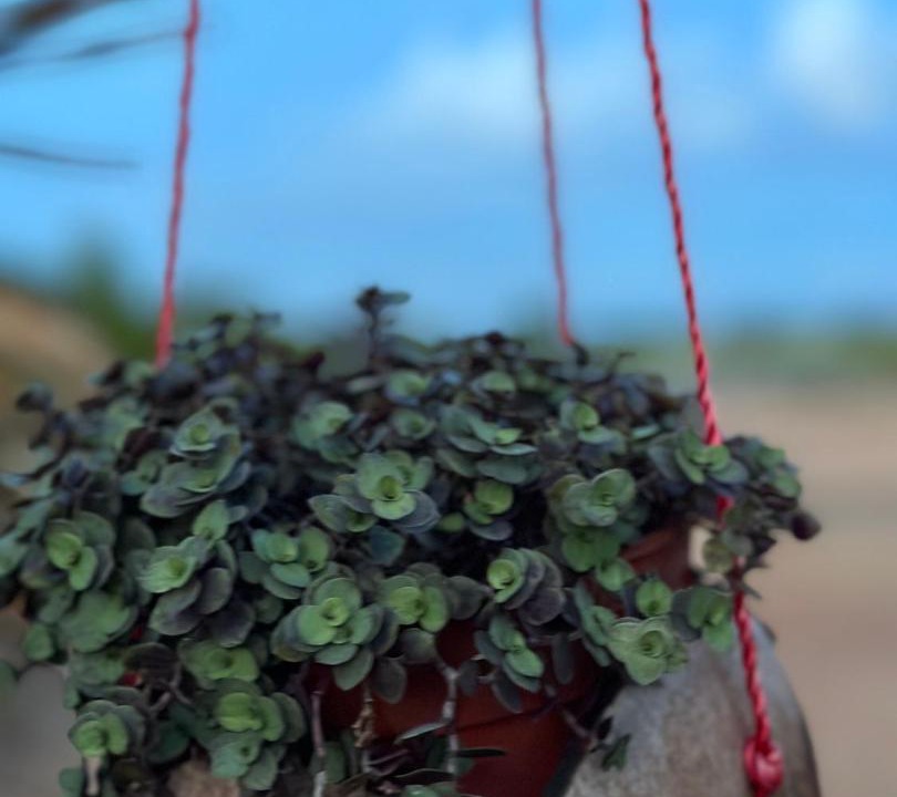 Photo of Others in Tanjung Piandang