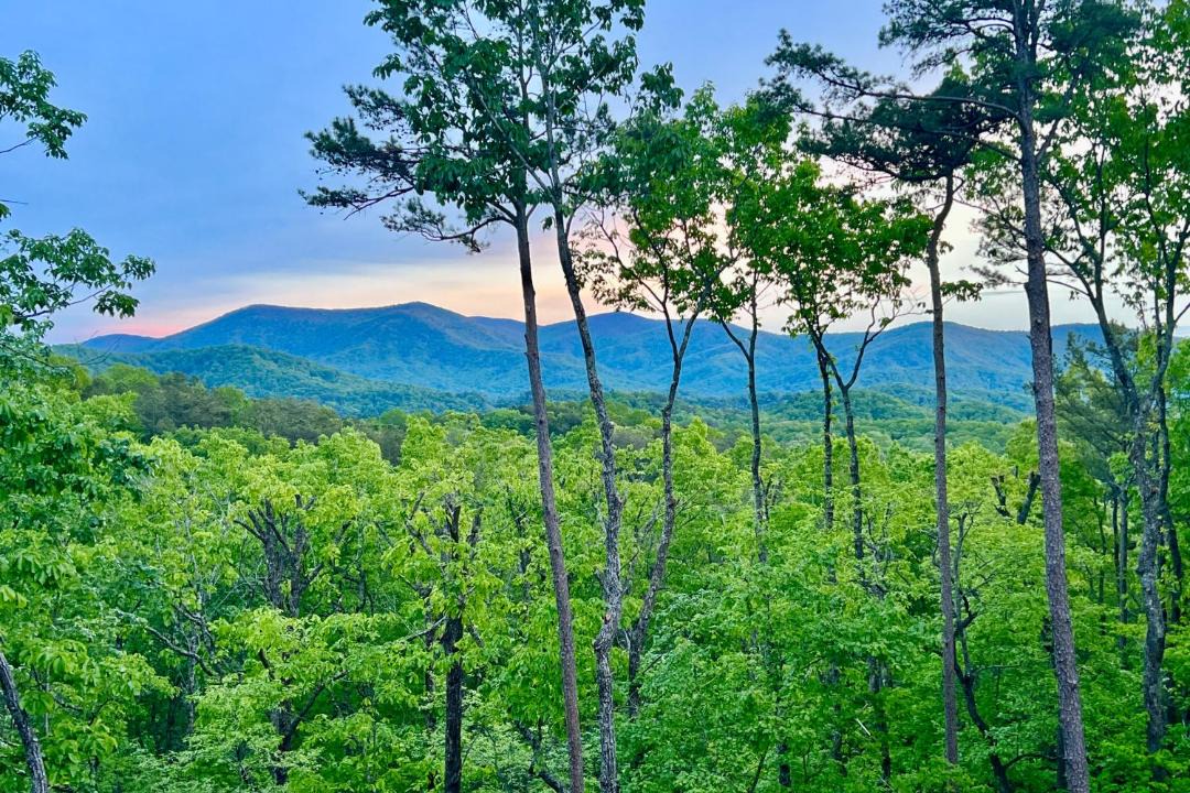 Photo of Others in Cherry Log