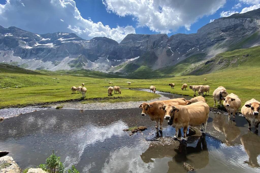 Photo of Others in Gedre