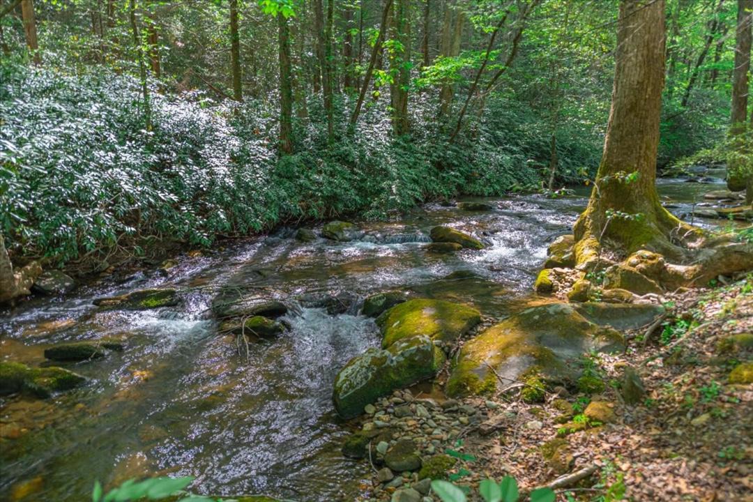 Photo of Others in Cherry Log