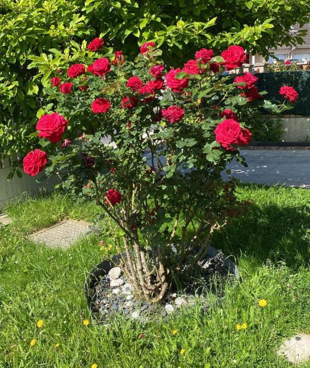Photo of Outdoor in Roissy-en-Brie