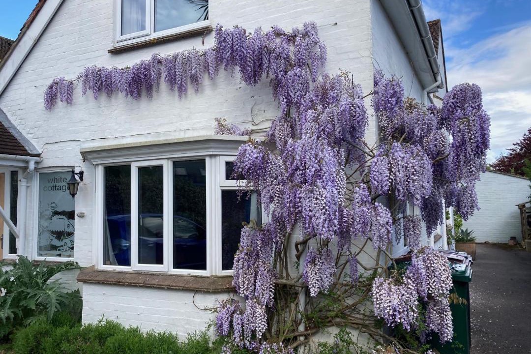 Photo of Buildings in Bosham